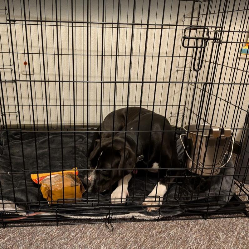 Enlarge Levi, a Adoptable Mixed Breed in Waukesha, WI image 6/6