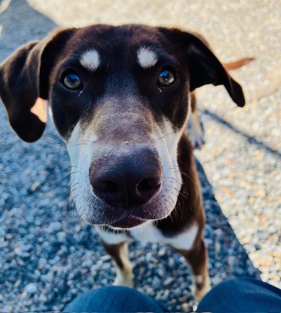Houla, ADOPTABLE, Puppy Female Catahoula Leopard Dog.