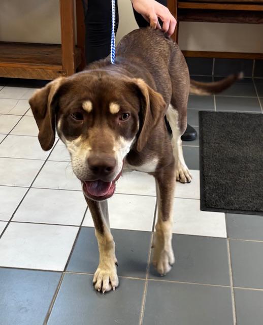 Enlarge Houla, a ADOPTABLE Catahoula Leopard Dog in Kellogg, ID image 3/3