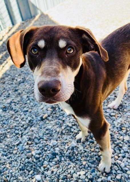 Enlarge Houla, a ADOPTABLE Catahoula Leopard Dog in Kellogg, ID image 2/3