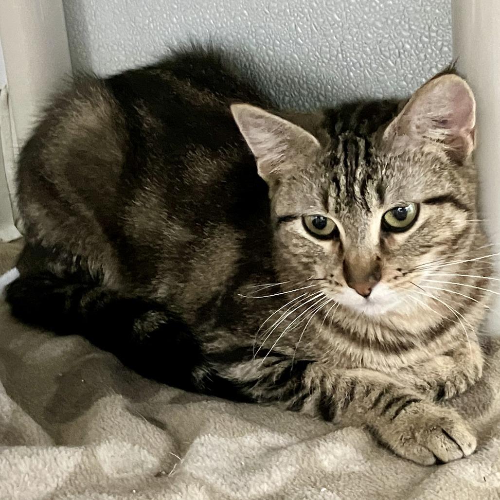 Enlarge Rose, a Adoptable Domestic Short Hair in Rock Falls, IL image 1/1