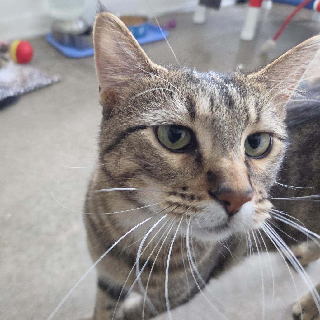 Enlarge Rose, a Adoptable Domestic Short Hair in Rock Falls, IL image 3/3