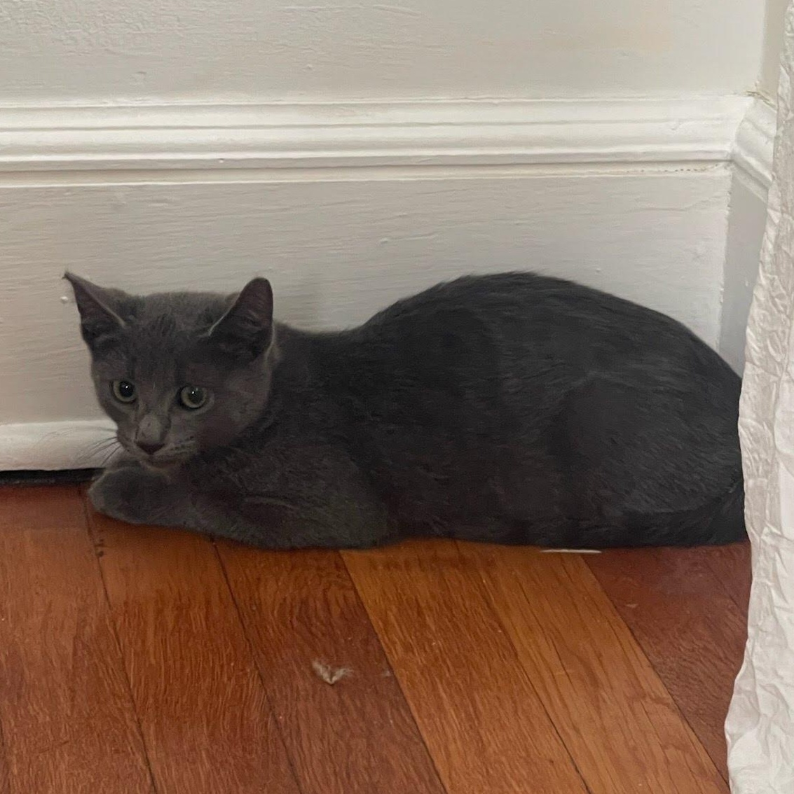 LoLo, Adoptable, Kitten Male Domestic Short Hair.