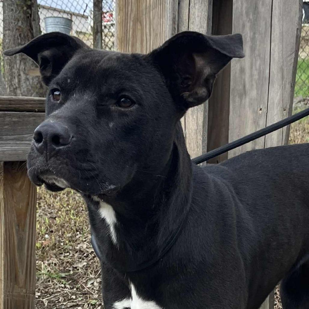 Enlarge Luv, a Adoptable Mixed Breed in Pulaski, TN image 1/2