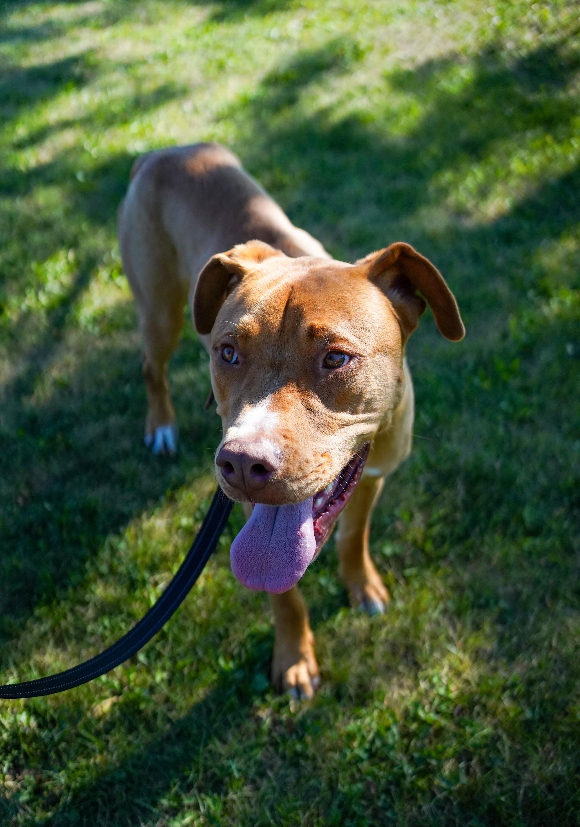 Enlarge GUMBY, a Adoptable Mixed Breed in North York, ON image 4/6
