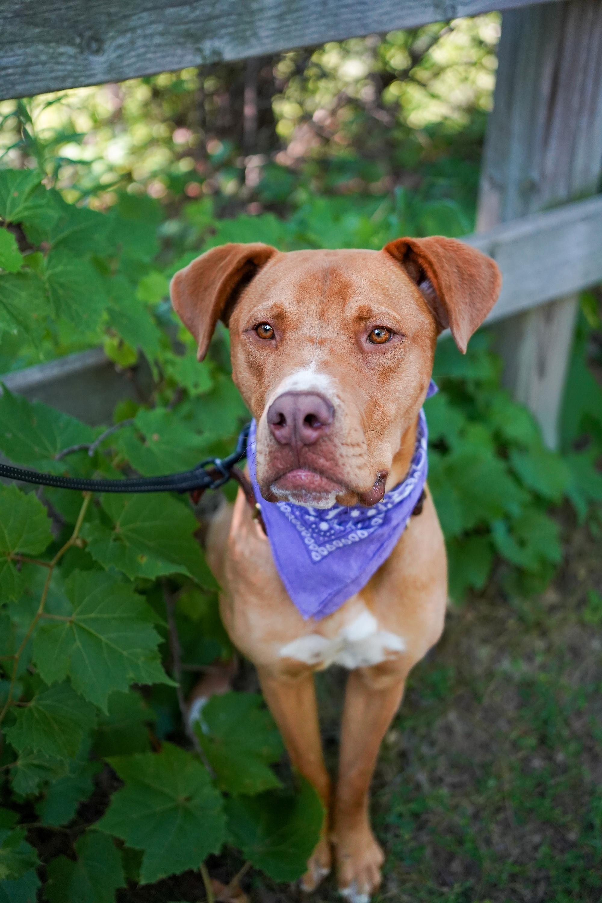 Enlarge GUMBY, a Adoptable Mixed Breed in North York, ON image 6/6