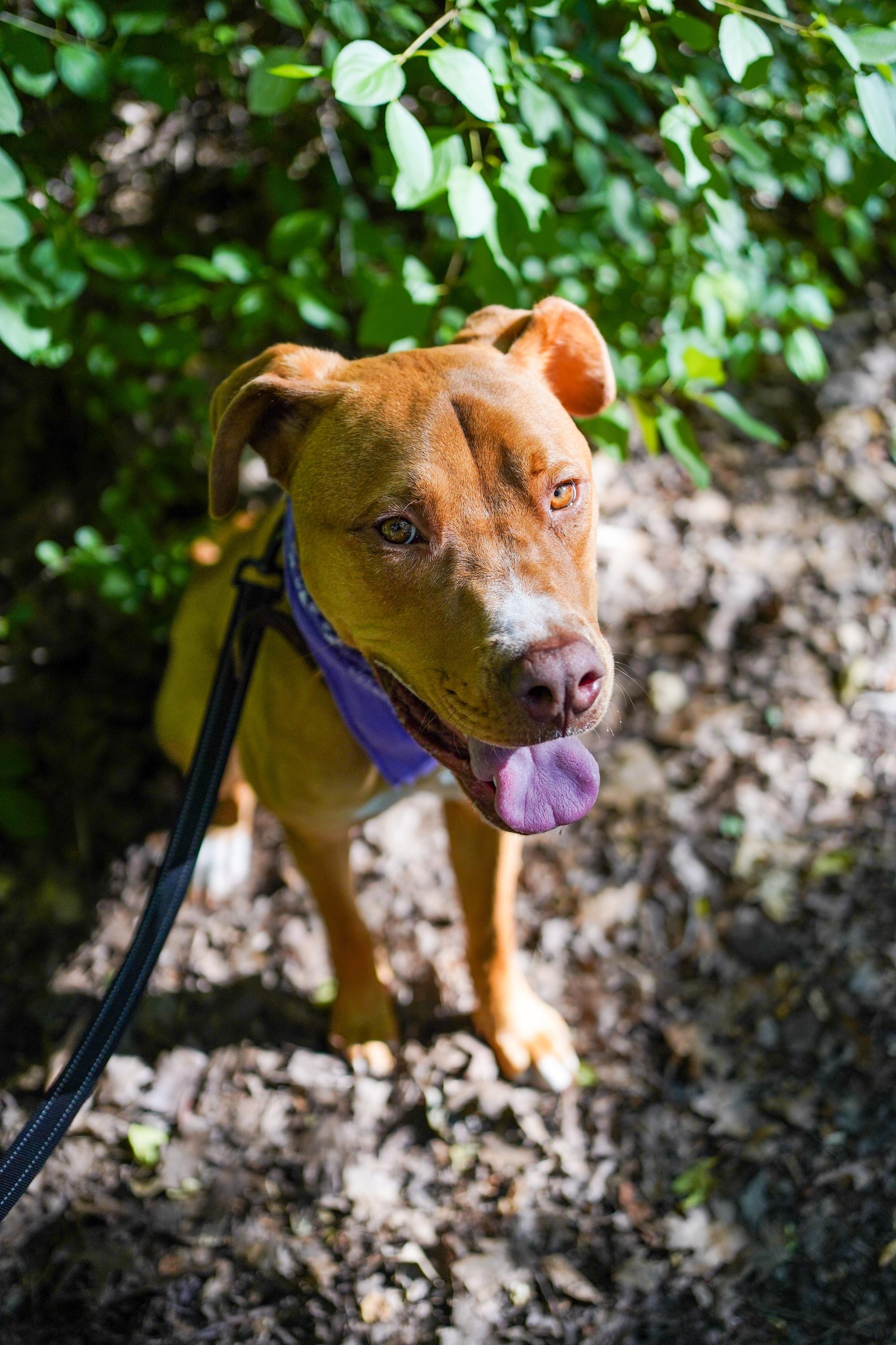 Enlarge GUMBY, a Adoptable Mixed Breed in North York, ON image 5/6