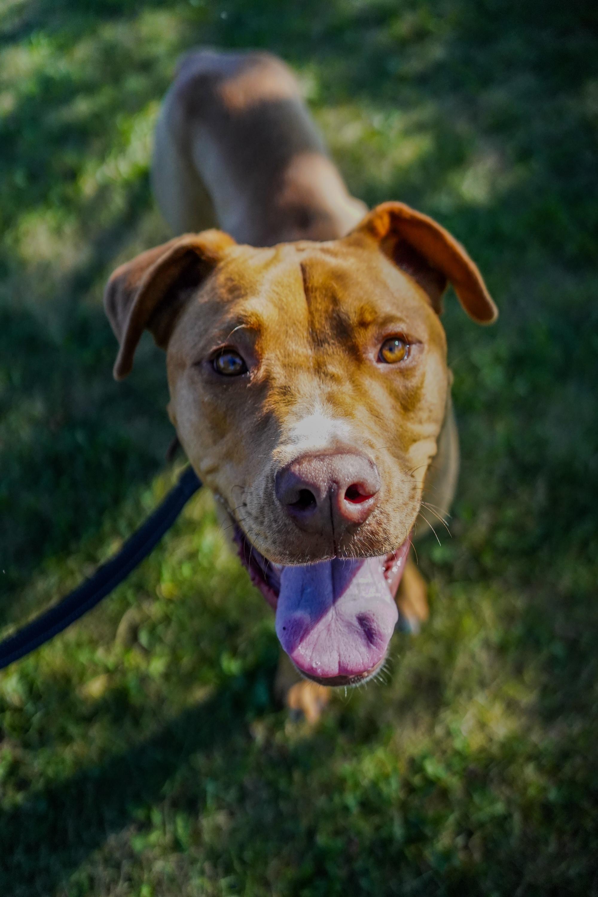 Enlarge GUMBY, a Adoptable Mixed Breed in North York, ON image 1/6