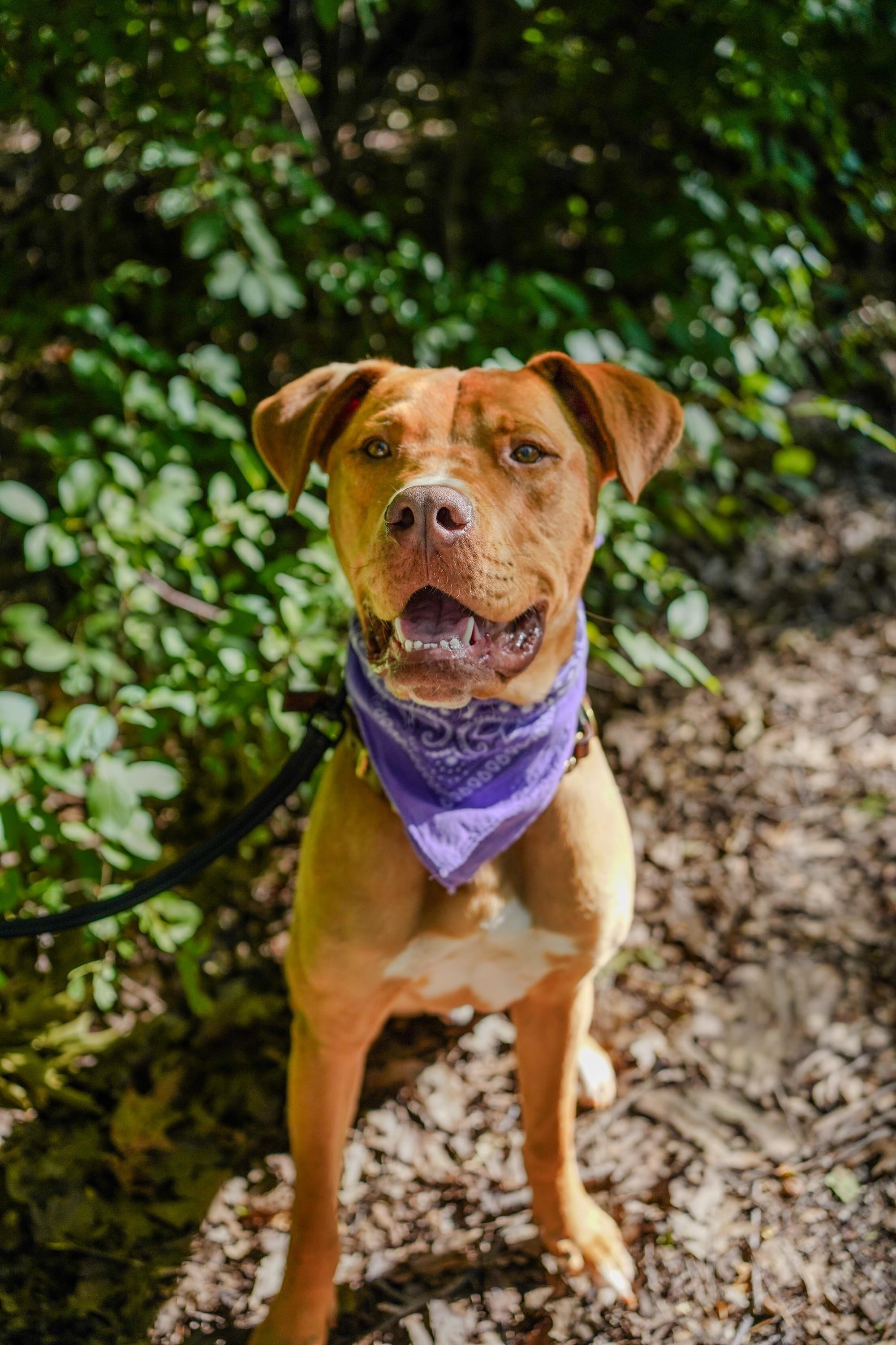 Enlarge GUMBY, a Adoptable Mixed Breed in North York, ON image 2/6