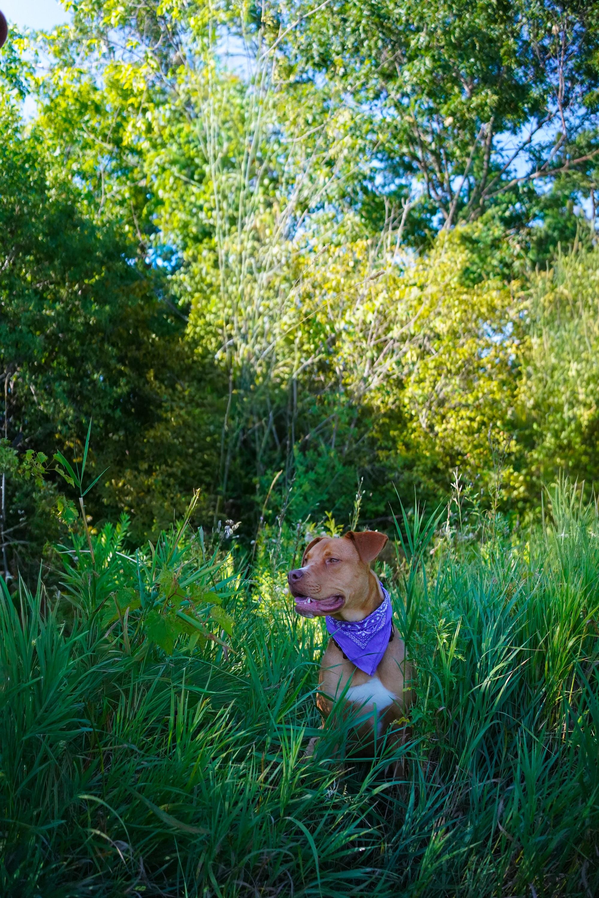 Enlarge GUMBY, a Adoptable Mixed Breed in North York, ON image 3/6