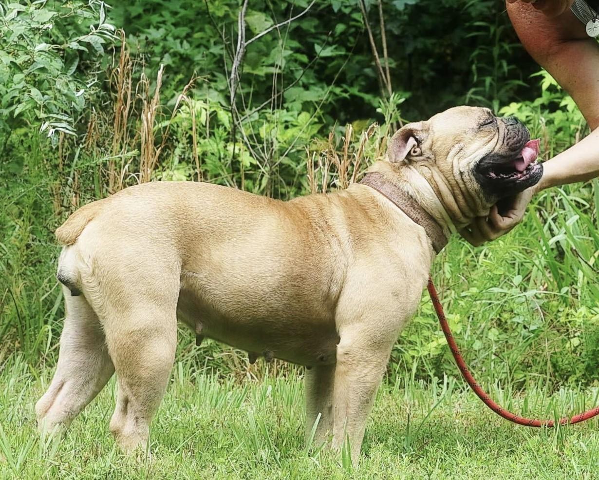 Peaches, a ADOPTABLE Bulldog in Richmond, VA image 6/6