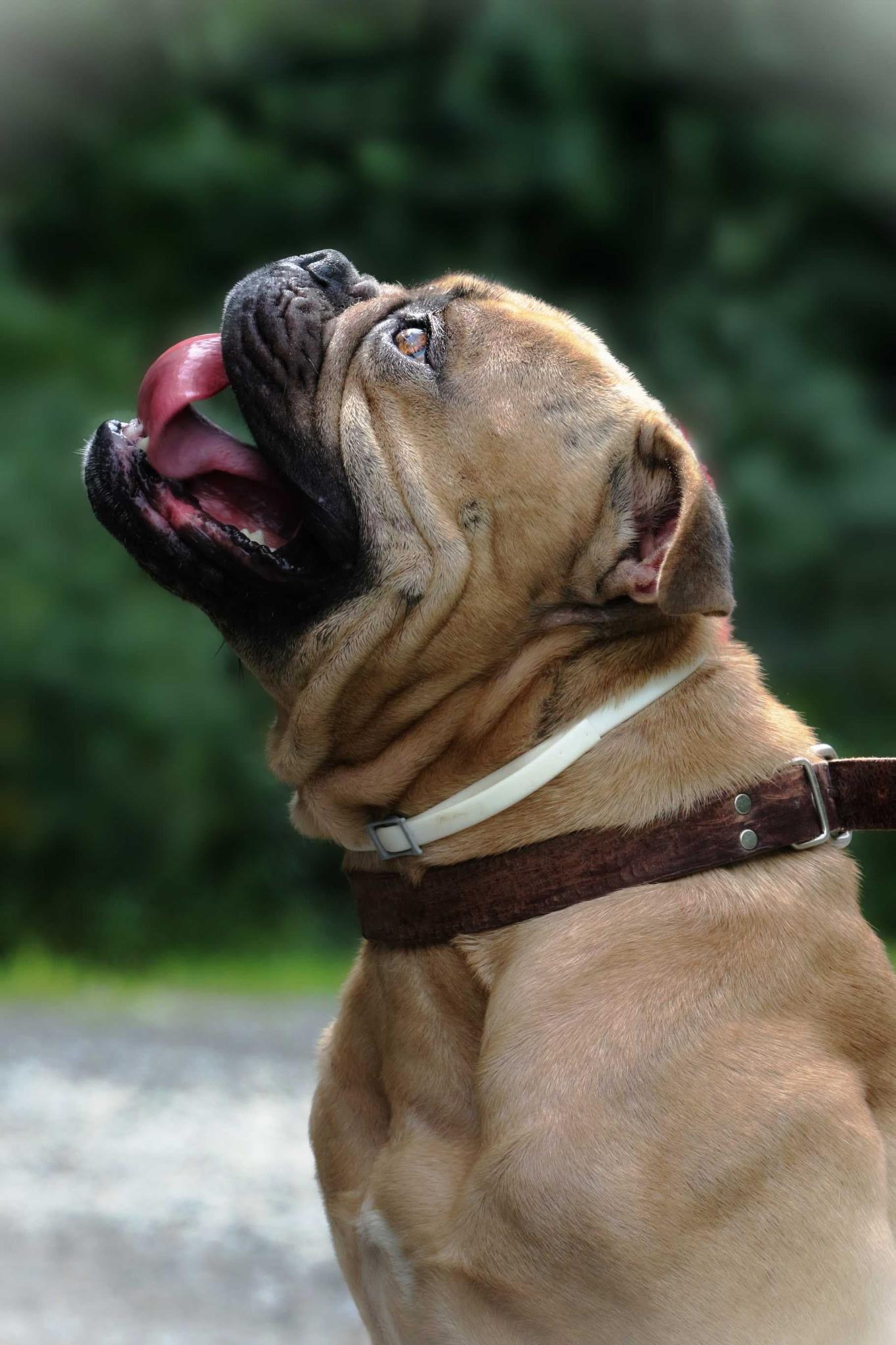 Peaches, a ADOPTABLE Bulldog in Richmond, VA image 2/6