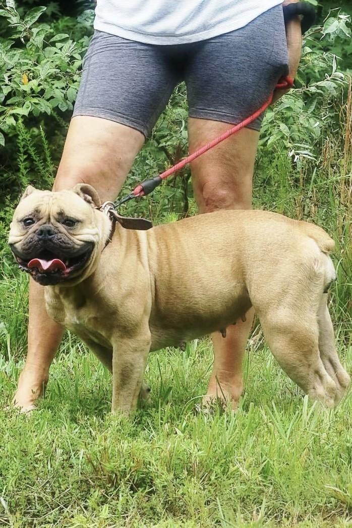 Peaches, a ADOPTABLE Bulldog in Richmond, VA image 4/6