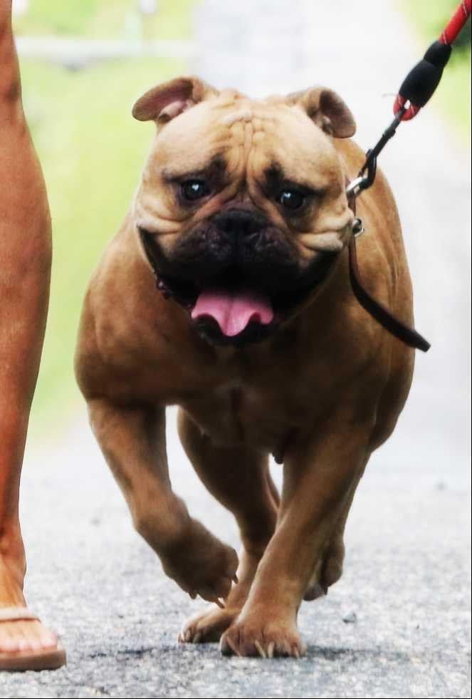 Peaches, a ADOPTABLE Bulldog in Richmond, VA image 3/6
