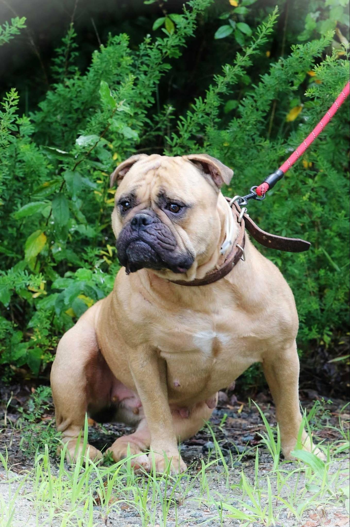 Peaches, a ADOPTABLE Bulldog in Richmond, VA image 5/6