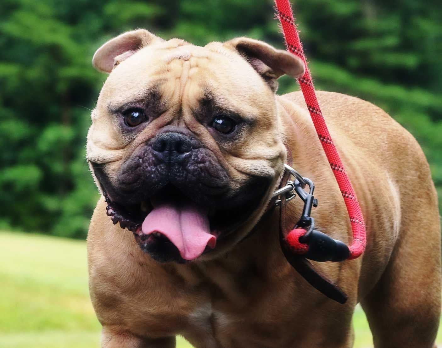 Peaches, a ADOPTABLE Bulldog in Richmond, VA image 1/6