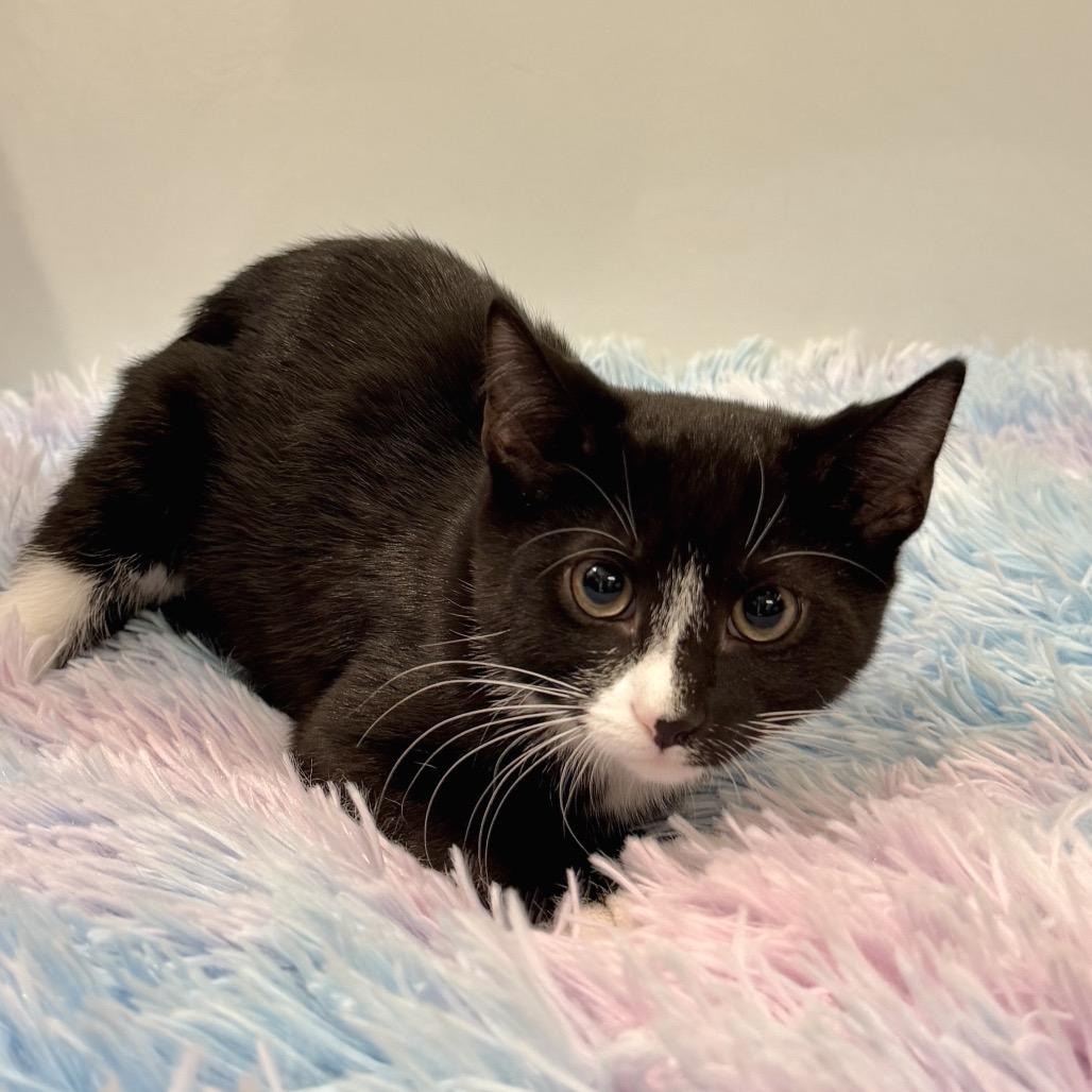 Button, Adoptable, Kitten Female Domestic Short Hair.