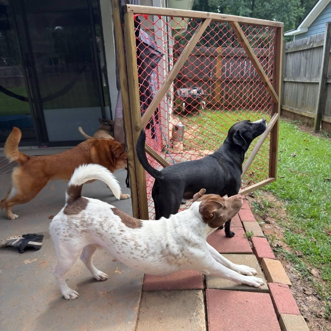 Enlarge Mr. Spots - SO cute, SO easy, SO...... spotty!!!, a Adoptable mixed breed in Buford, GA image 5/6