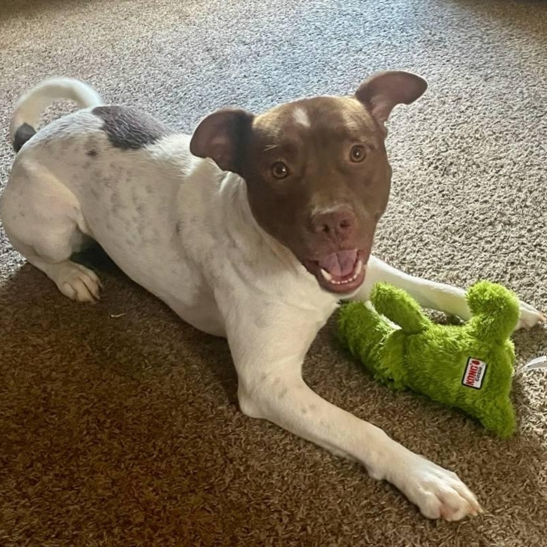 Enlarge Mr. Spots - SO cute, SO easy, SO...... spotty!!!, a Adoptable mixed breed in Buford, GA image 3/6