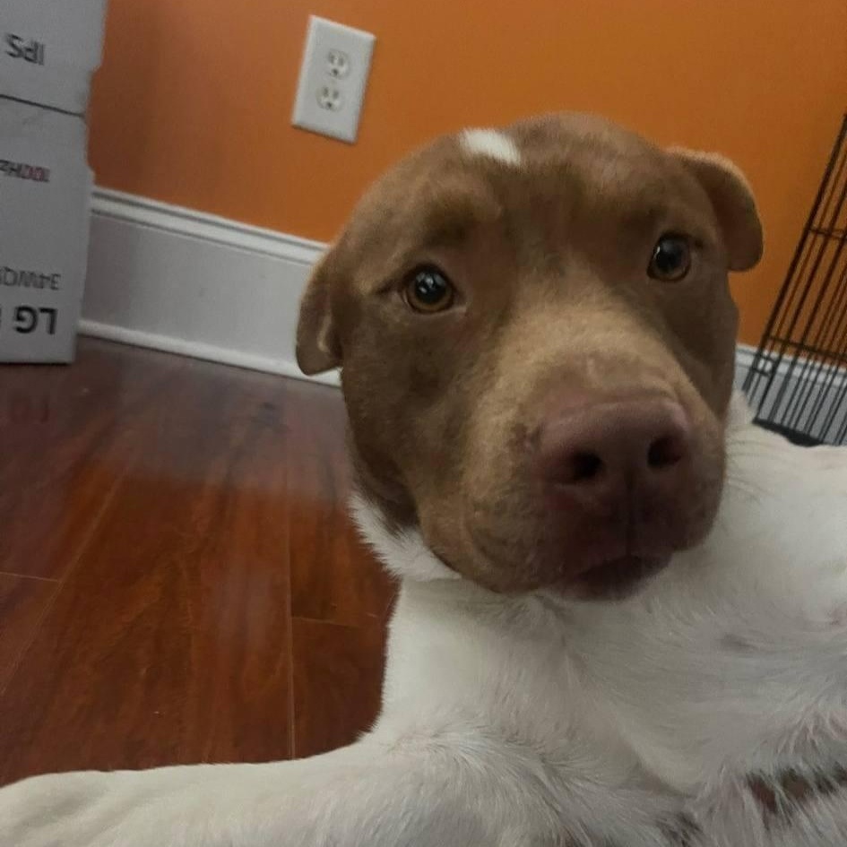 Enlarge Mr. Spots - SO cute, SO easy, SO...... spotty!!!, a Adoptable mixed breed in Buford, GA image 2/6