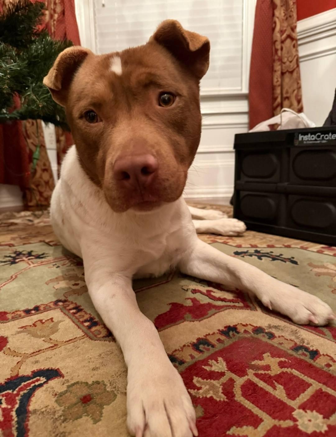 Enlarge Mr. Spots - SO cute, SO easy, SO...... spotty!!!, a Adoptable mixed breed in Buford, GA image 1/6