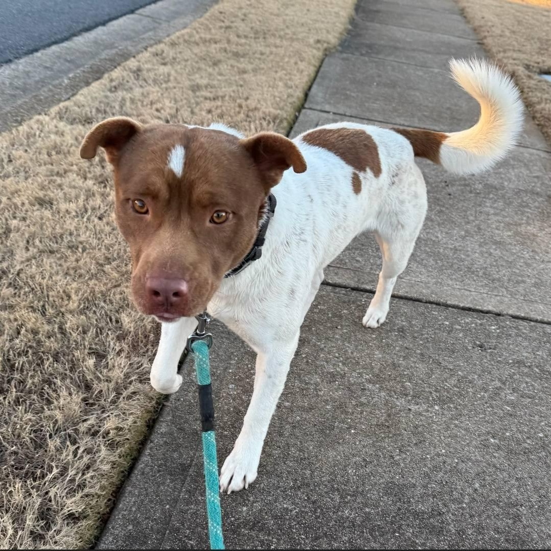 Enlarge Mr. Spots - SO cute, SO easy, SO...... spotty!!!, a Adoptable mixed breed in Buford, GA image 4/6