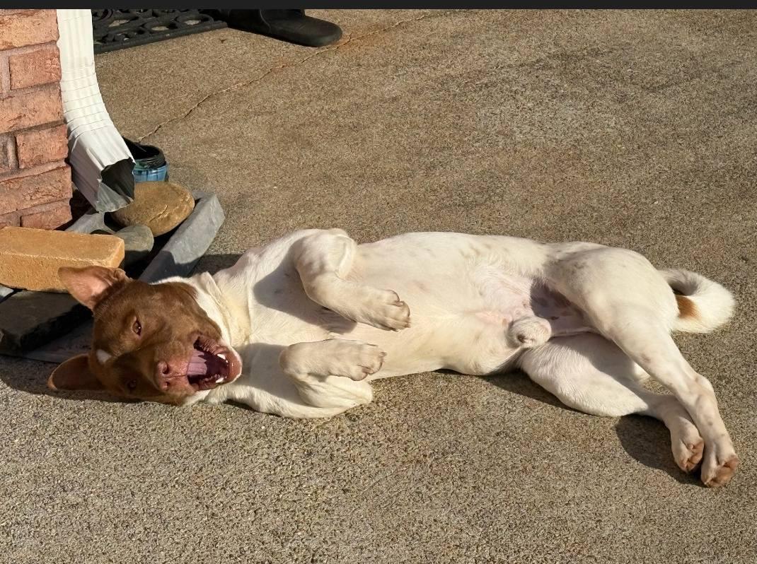 Enlarge Mr. Spots - SO cute, SO easy, SO...... spotty!!!, a Adoptable mixed breed in Buford, GA image 6/6