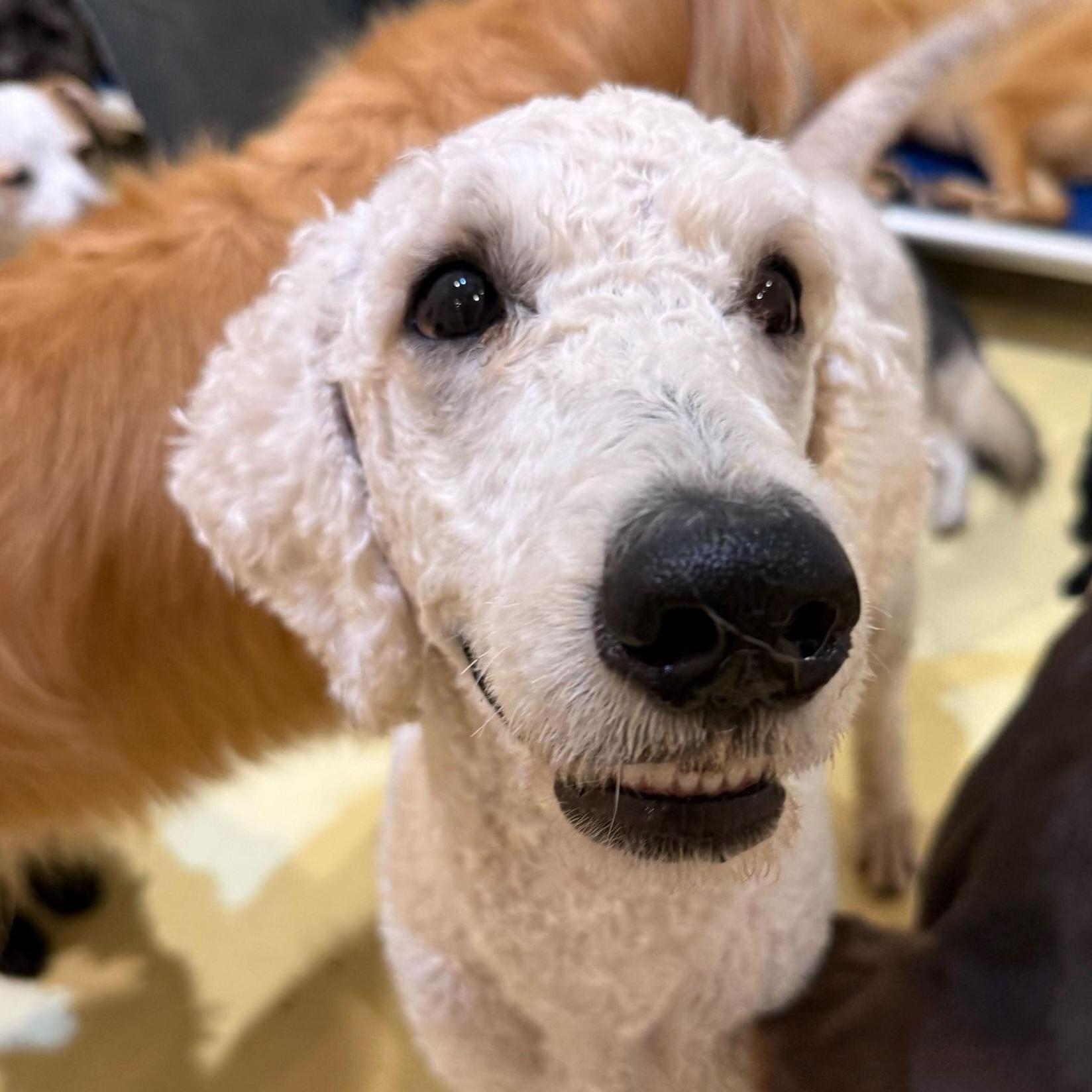 Leo, an adoptable Labradoodle in Brooklyn, NY, 11229 | Photo Image 2