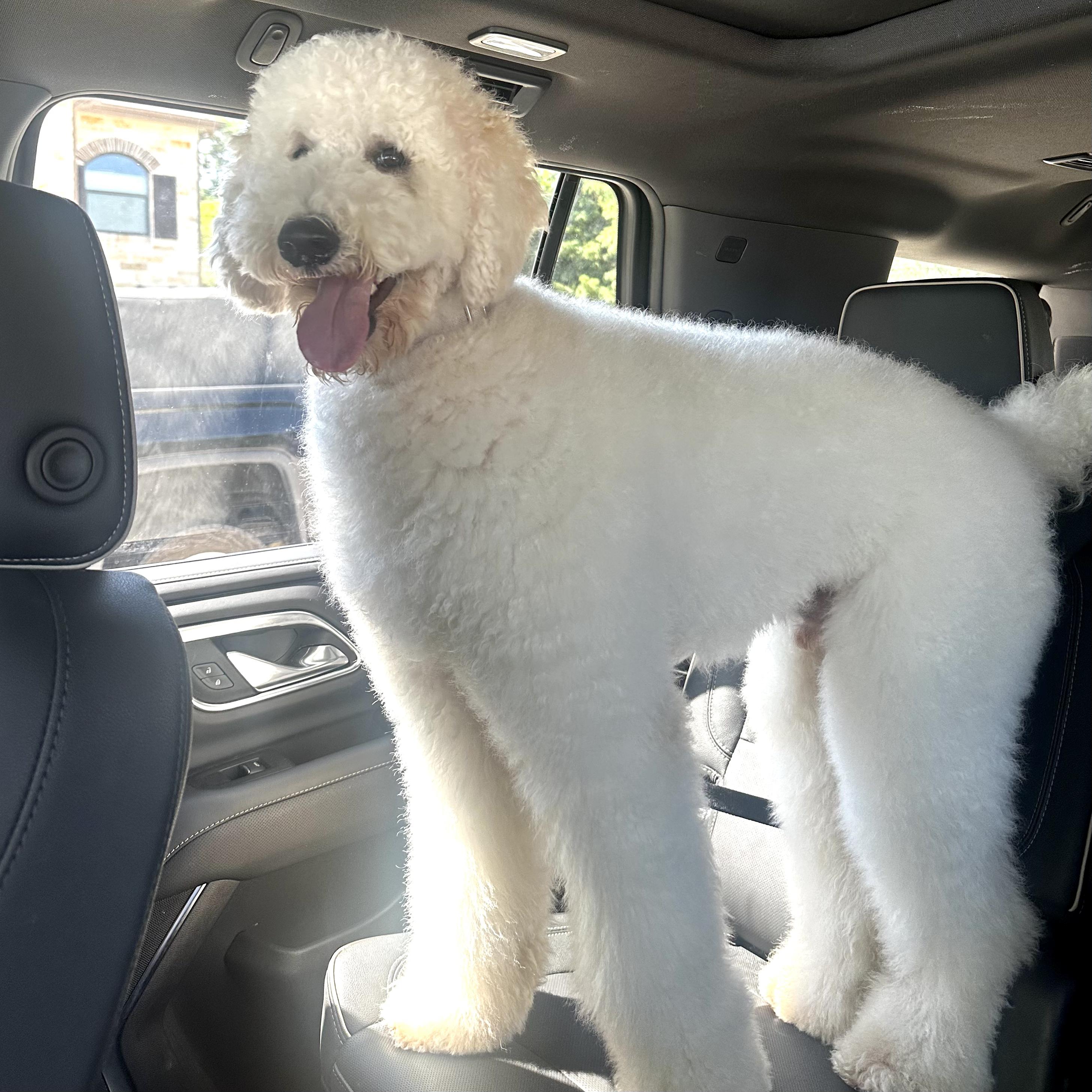 Leo, an adoptable Labradoodle in Brooklyn, NY, 11229 | Photo Image 1