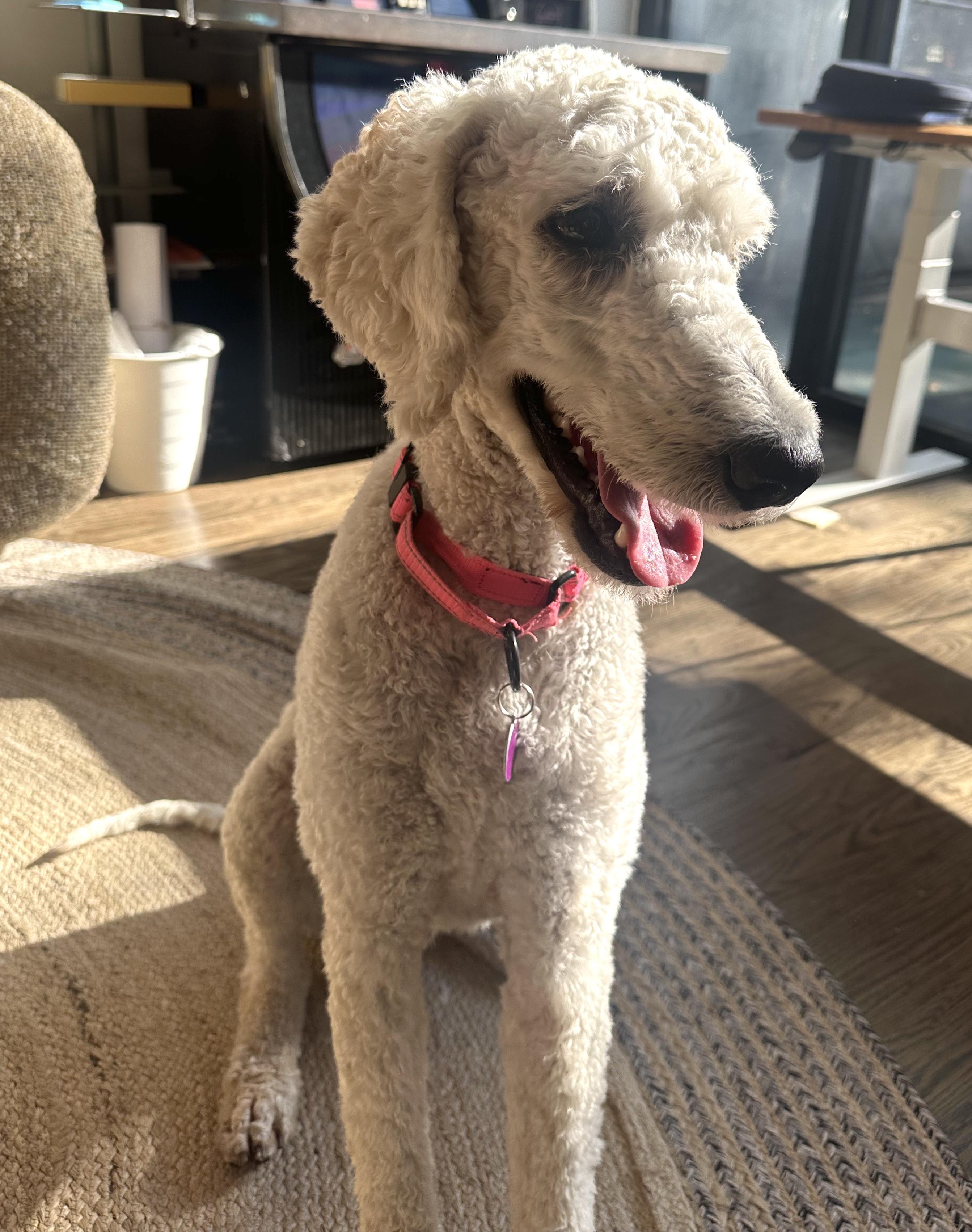 Leo, an adoptable Labradoodle in Brooklyn, NY, 11229 | Photo Image 4
