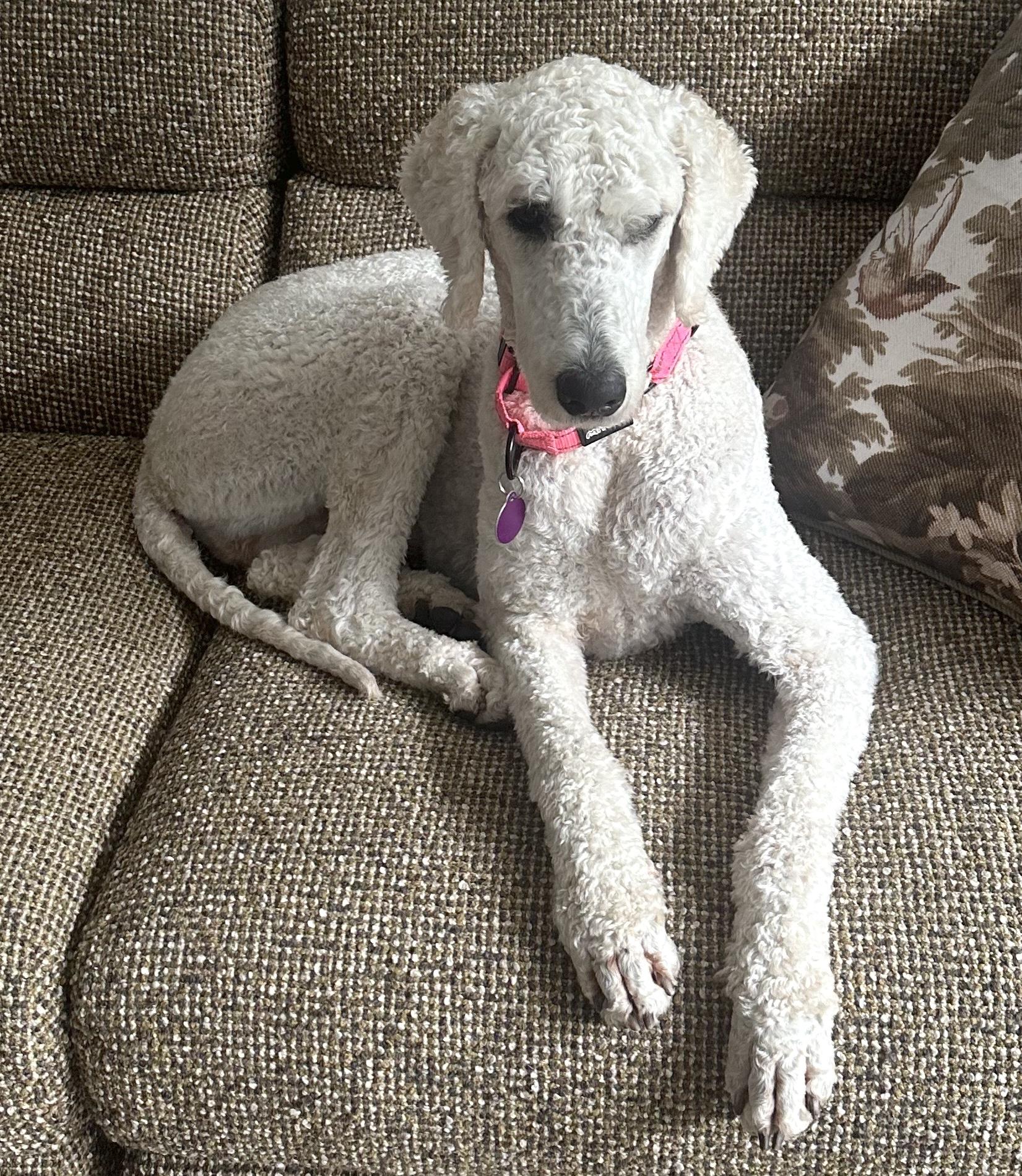 Leo, an adoptable Labradoodle in Brooklyn, NY, 11229 | Photo Image 3