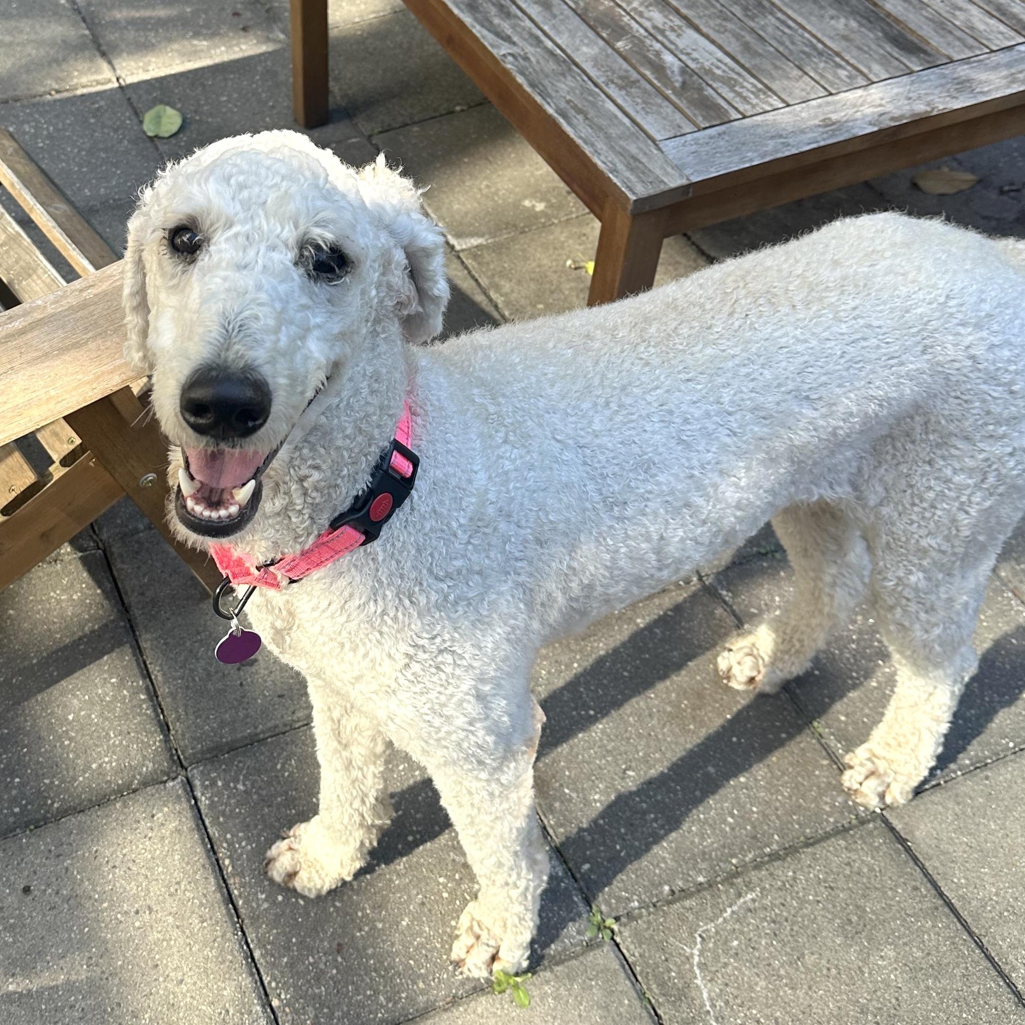 Leo, an adoptable Labradoodle in Brooklyn, NY, 11229 | Photo Image 6