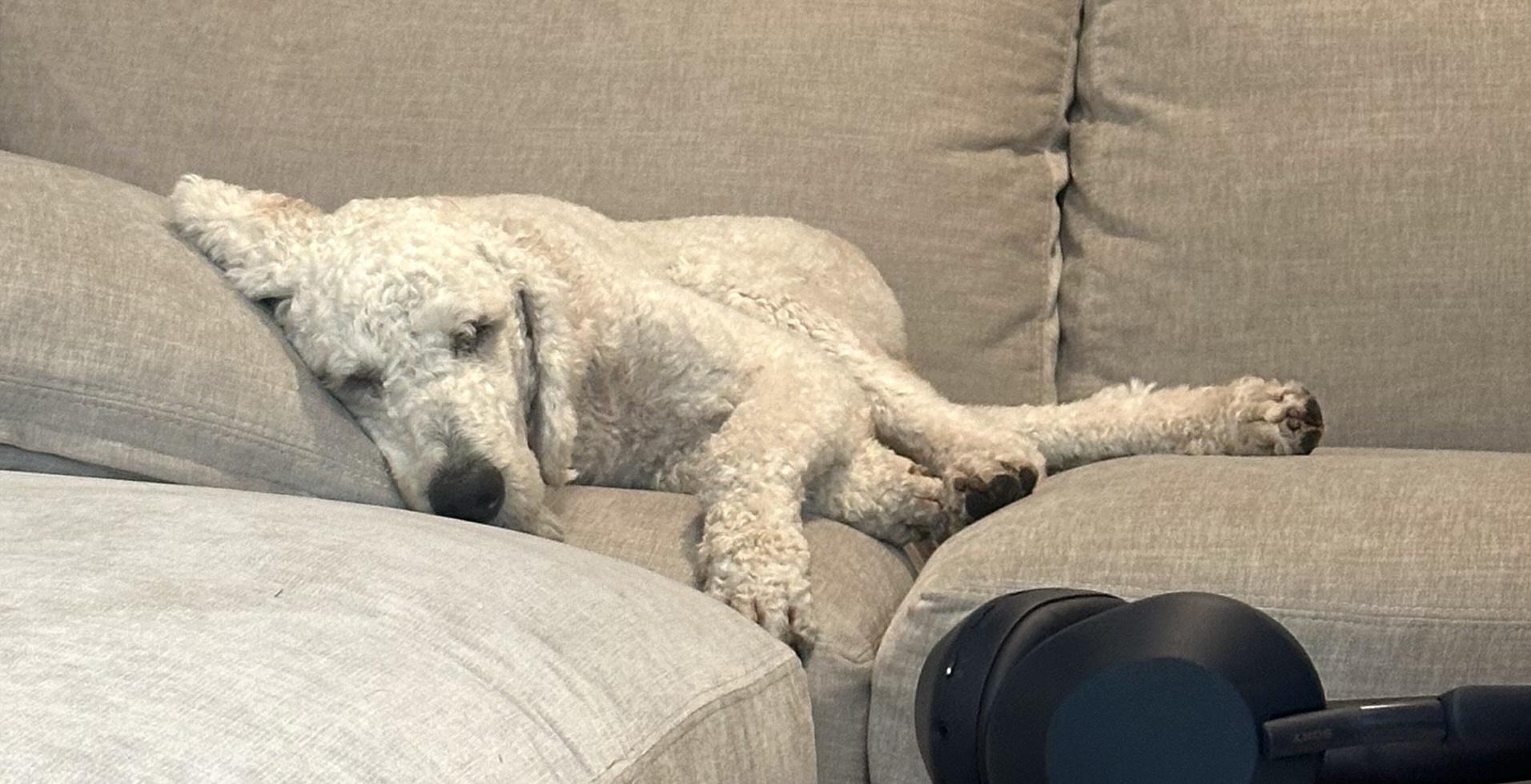 Leo, an adoptable Labradoodle in Brooklyn, NY, 11229 | Photo Image 5