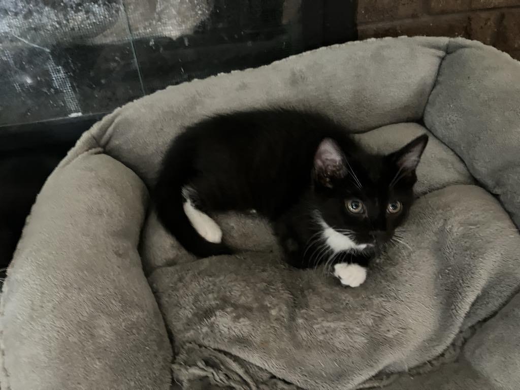 Lancaster, Adopted, Young Male Domestic Short Hair.