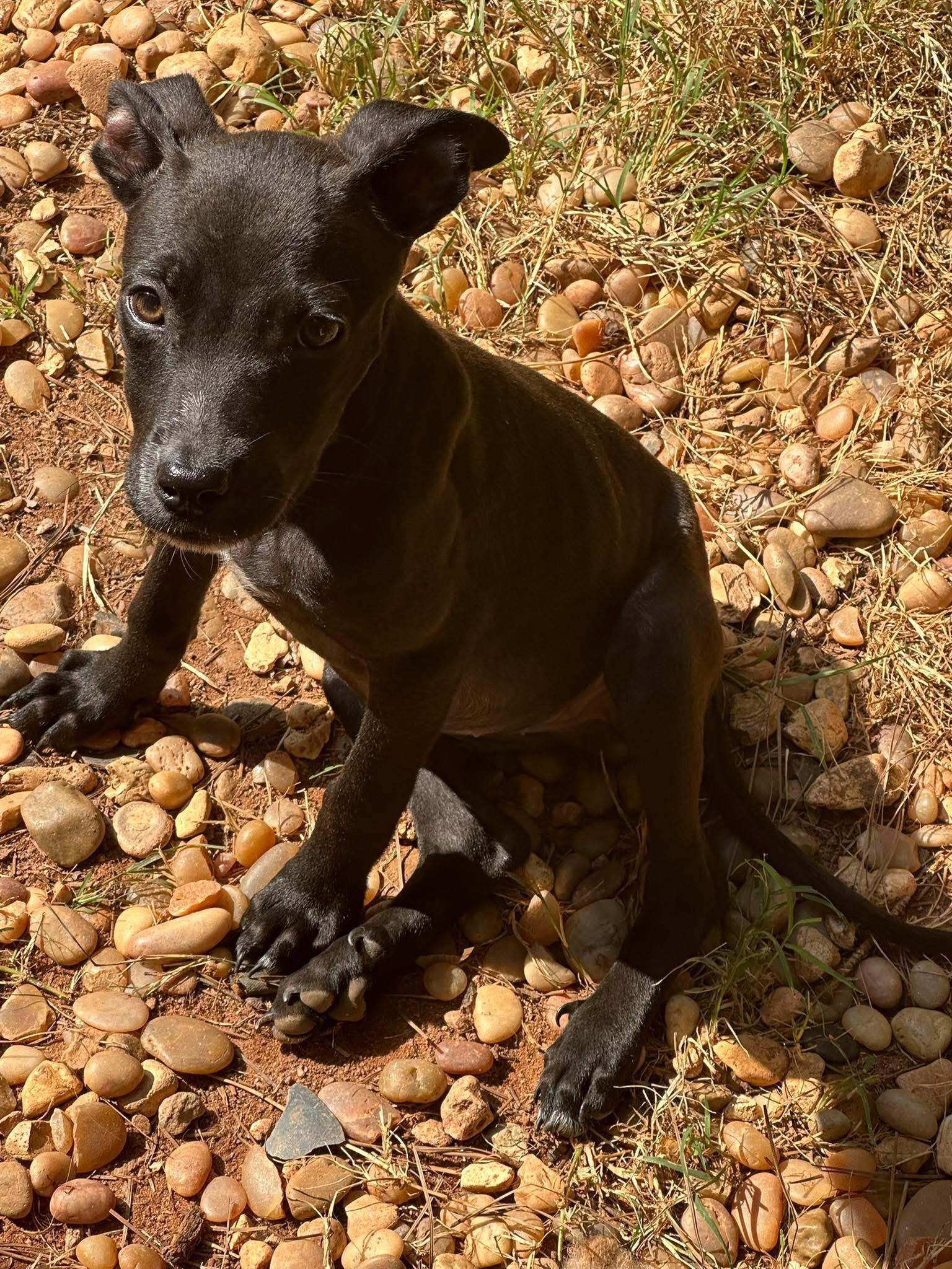 Enlarge Athena, an adopted Mixed Breed in atlanta, GA image 1/1