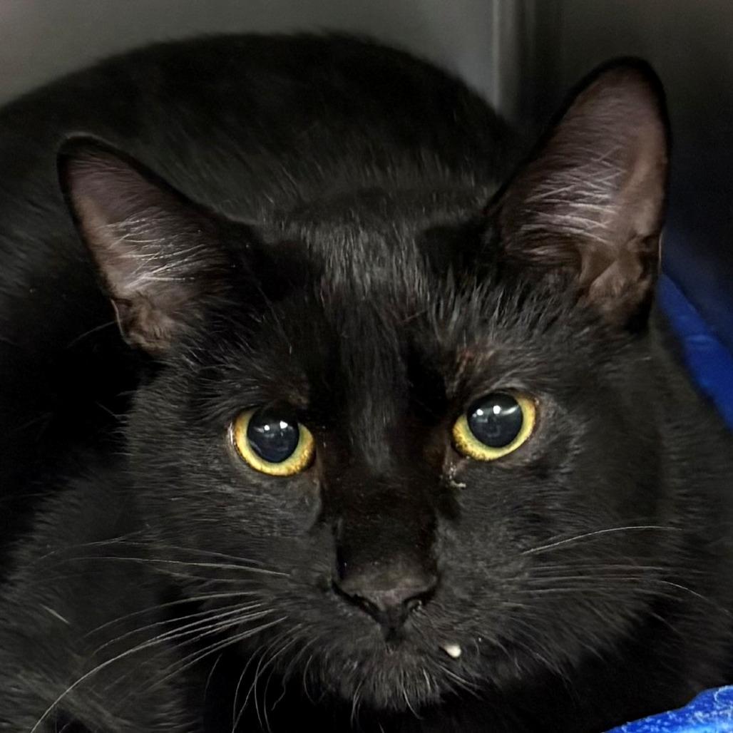 Cat Woman, Adoptable, Young Female Domestic Short Hair.