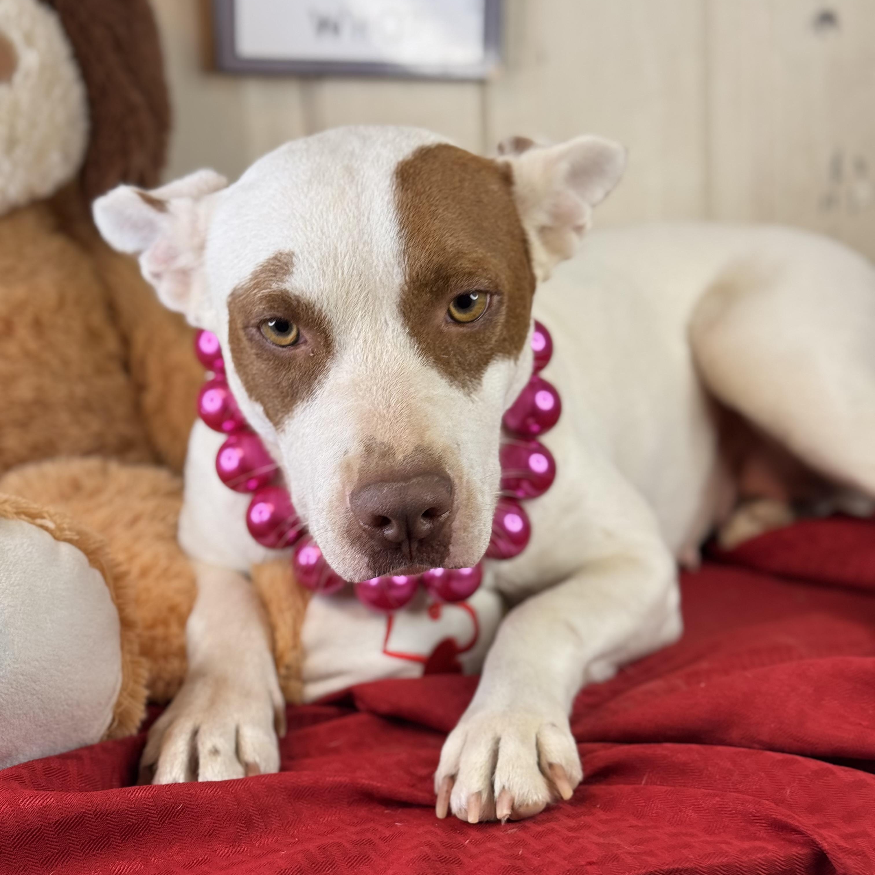 Kaylynn, a Adoptable mixed breed in Bloomington, IL image 4/6