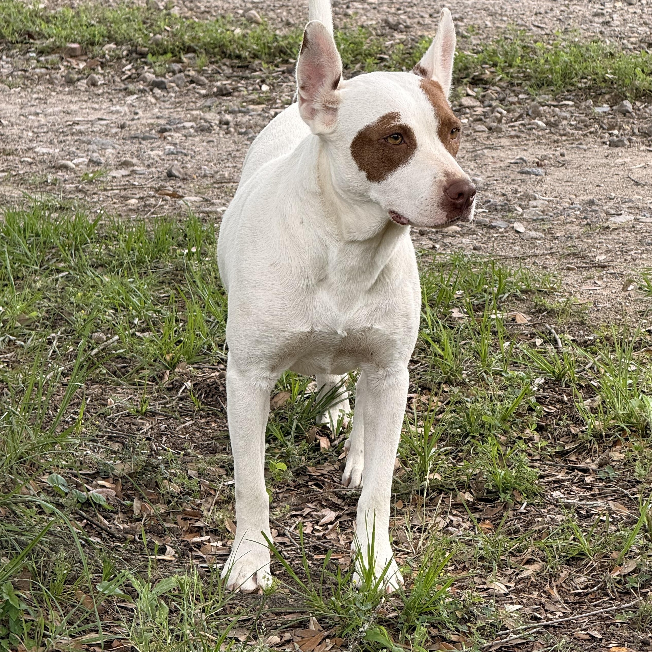 Kaylynn, a Adoptable mixed breed in Bloomington, IL image 3/6