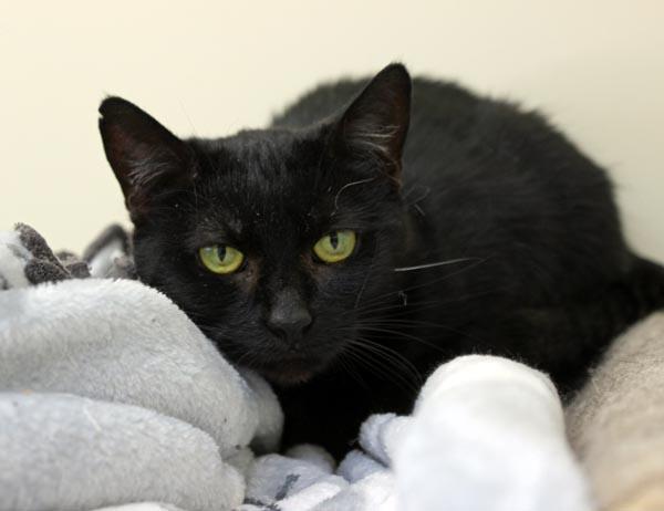 Cricket, ADOPTABLE, Young Female Domestic Short Hair.