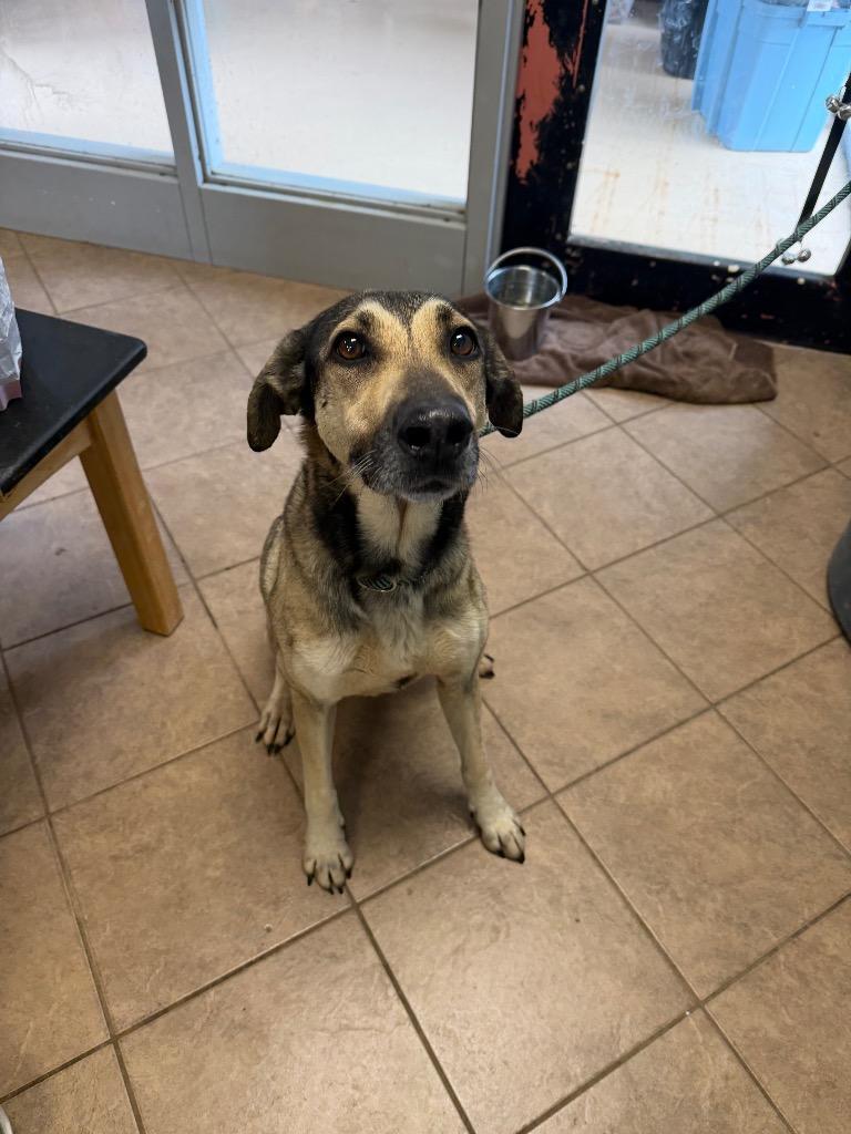 Enlarge Paris, a Adoptable mixed breed in Marion, OH image 1/2
