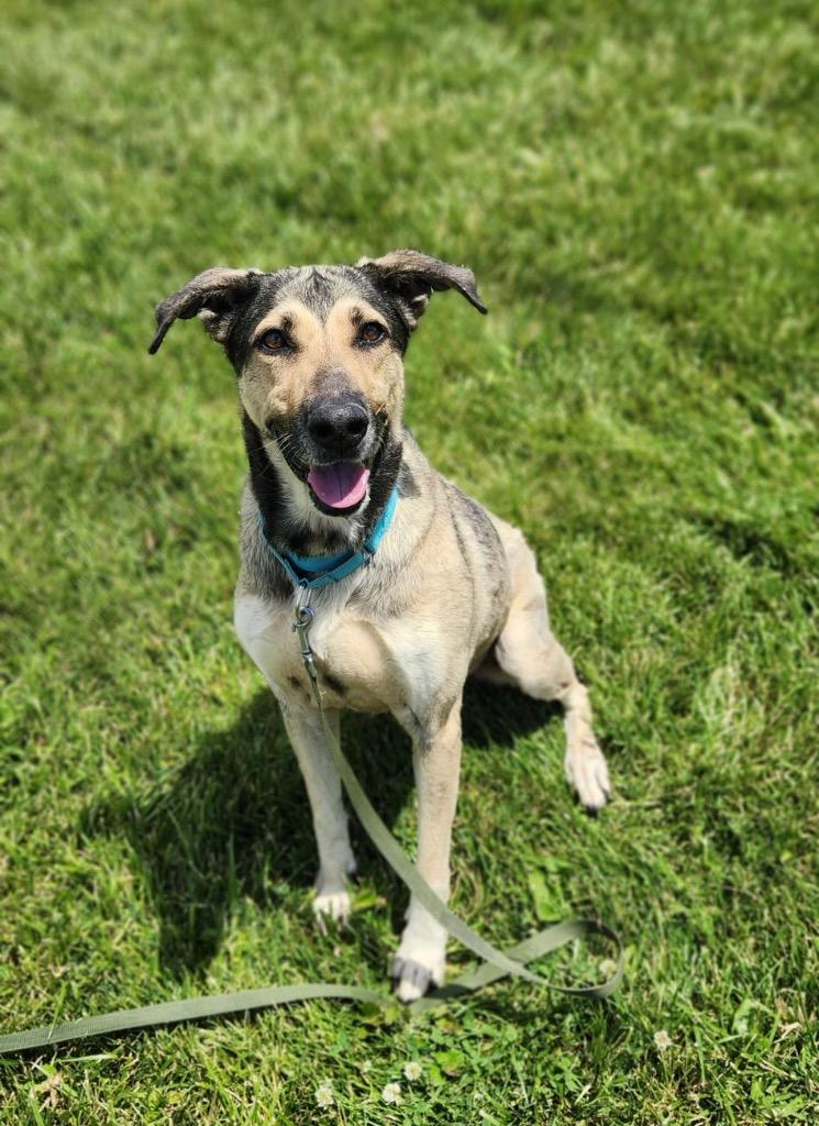 Paris, Adoptable, Adult Female German Shepherd Dog.