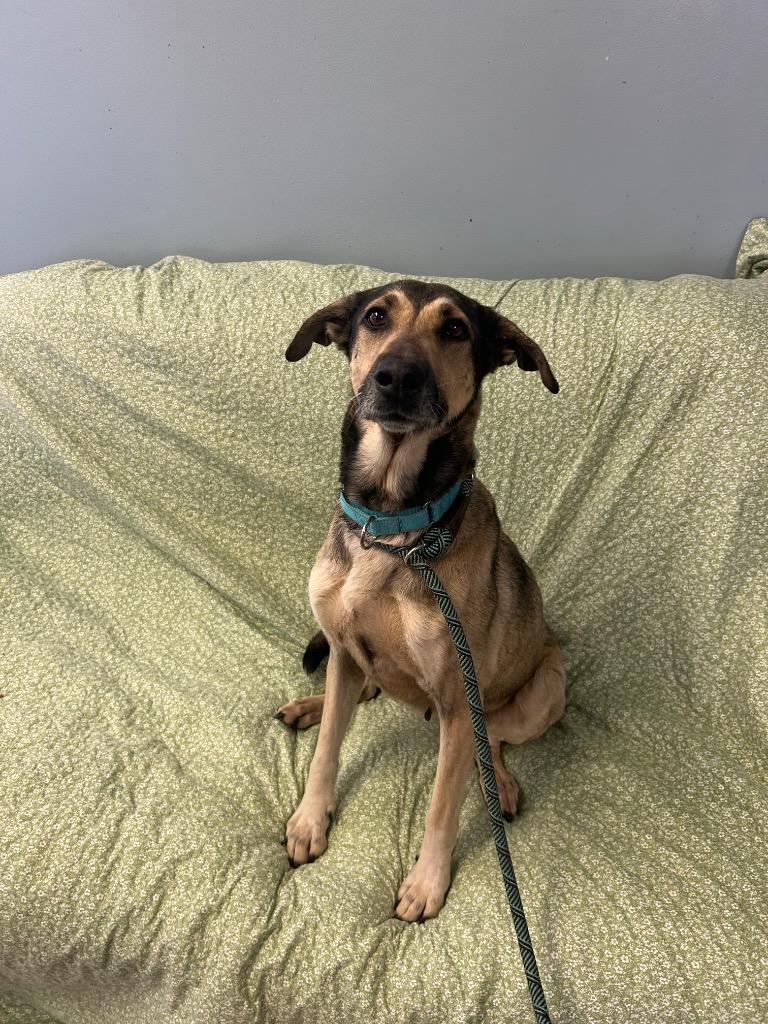 Enlarge Paris, a Adoptable mixed breed in Marion, OH image 2/2