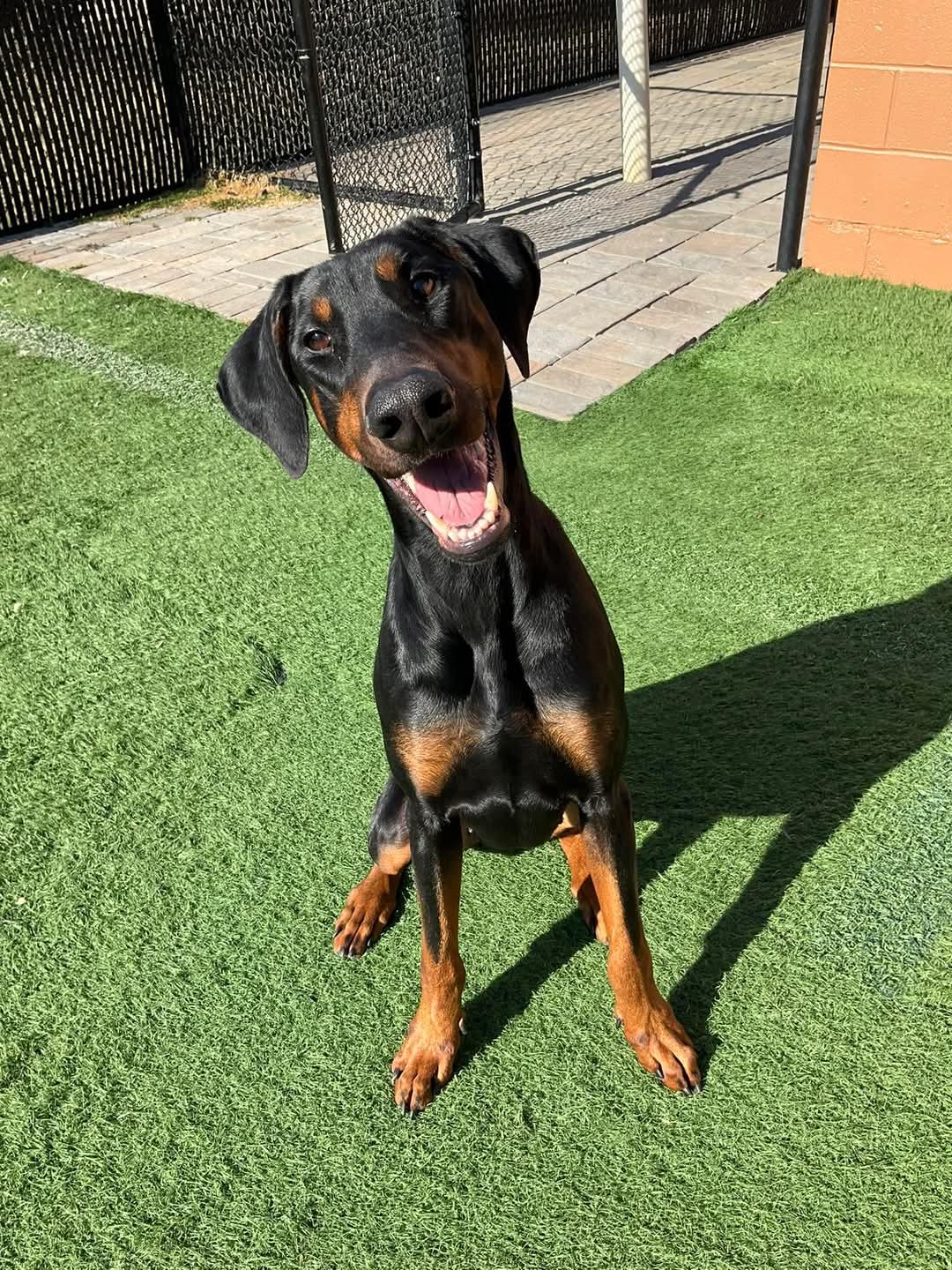 Enlarge River, a ADOPTABLE Doberman Pinscher in Montclair, NJ image 1/1