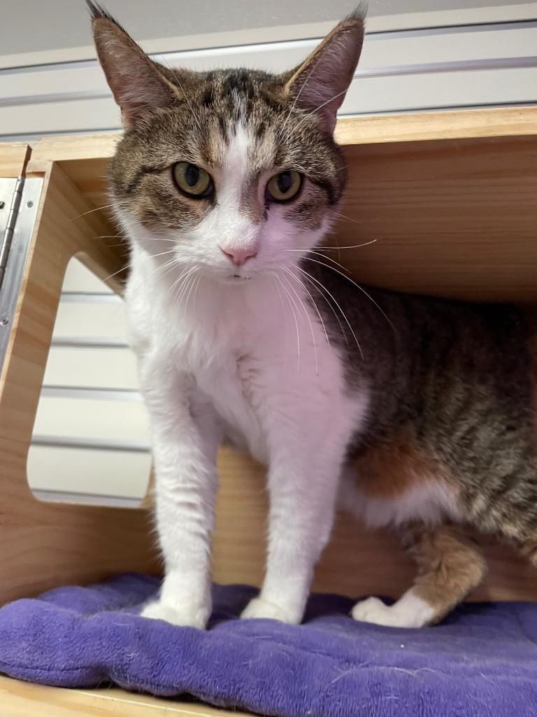 Enlarge Ms. Minnie, a ADOPTABLE Domestic Short Hair in New Philadelphia, OH image 1/1