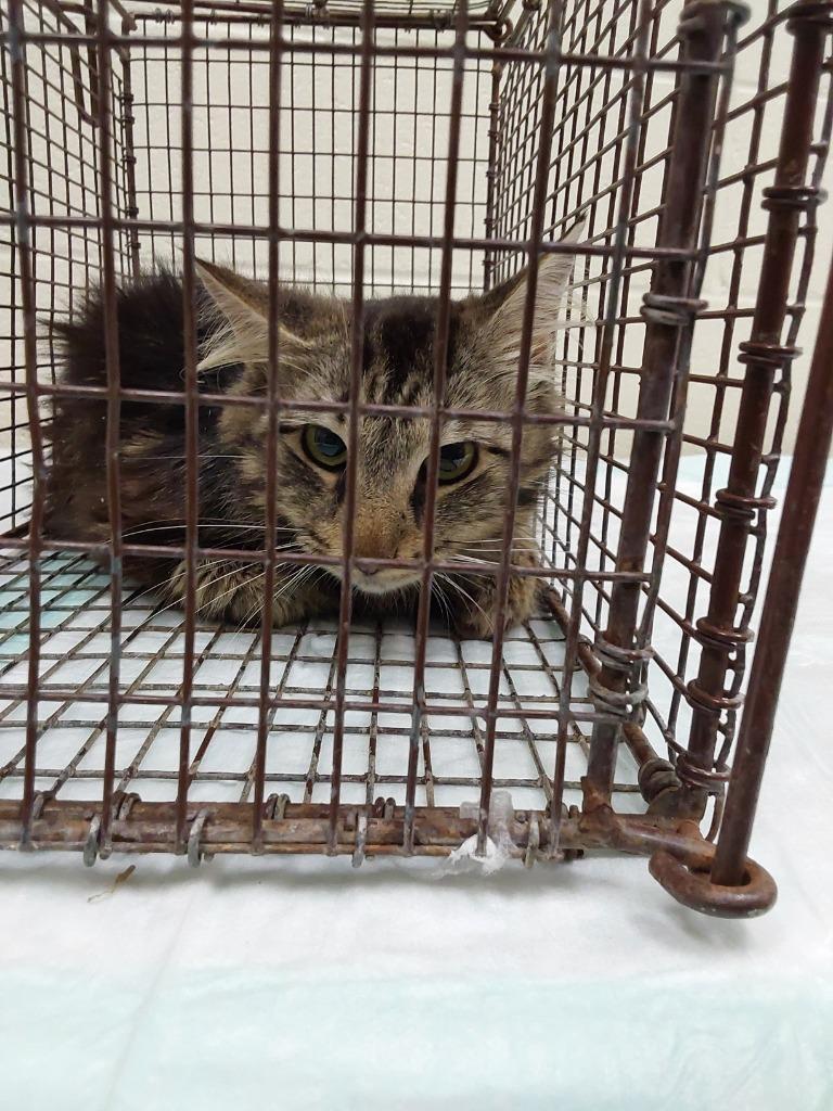 2026-06-149, Adopted, Young Female Domestic Medium Hair.