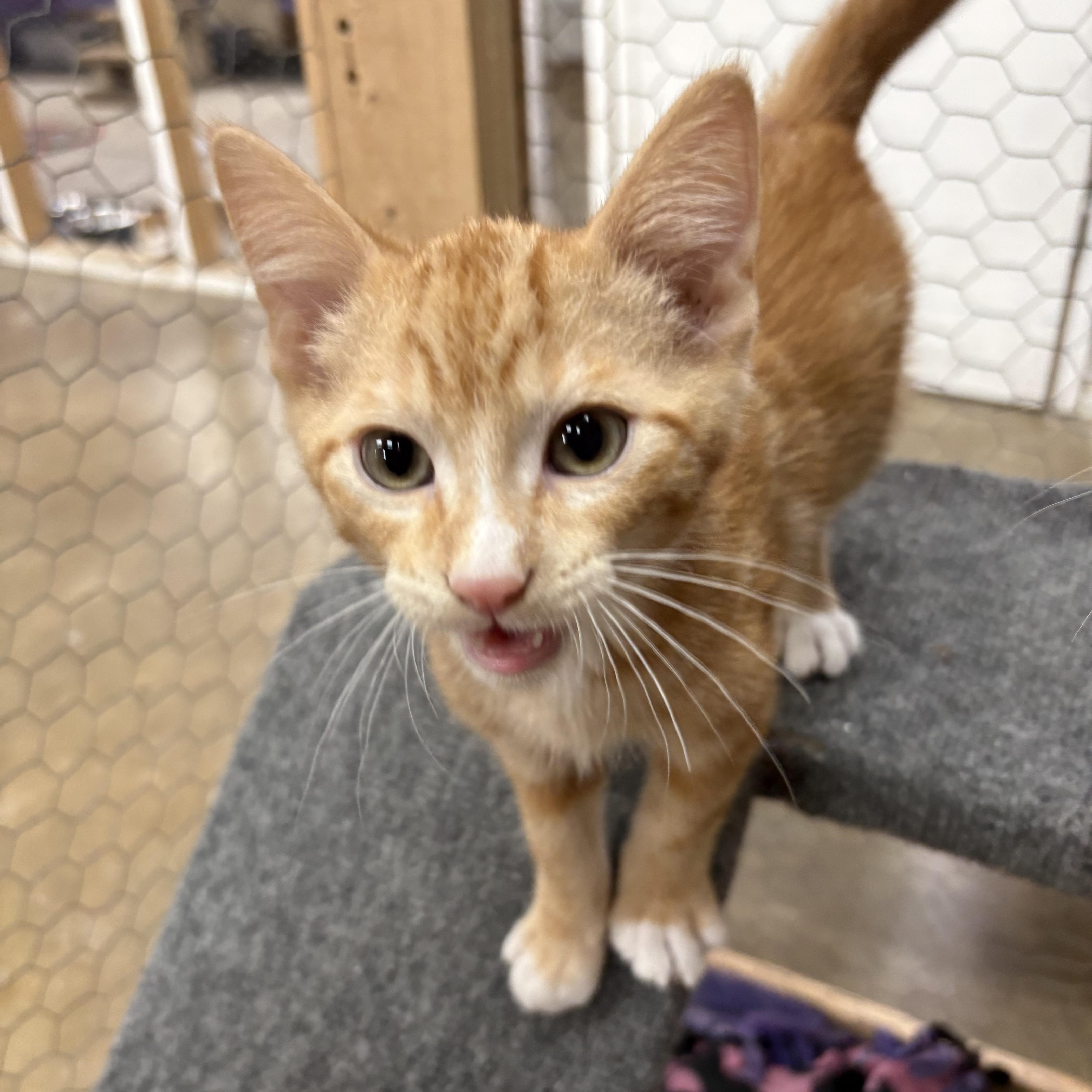 Enlarge Pumpkin, a Adoptable Domestic Short Hair in Faribault, MN image 1/1