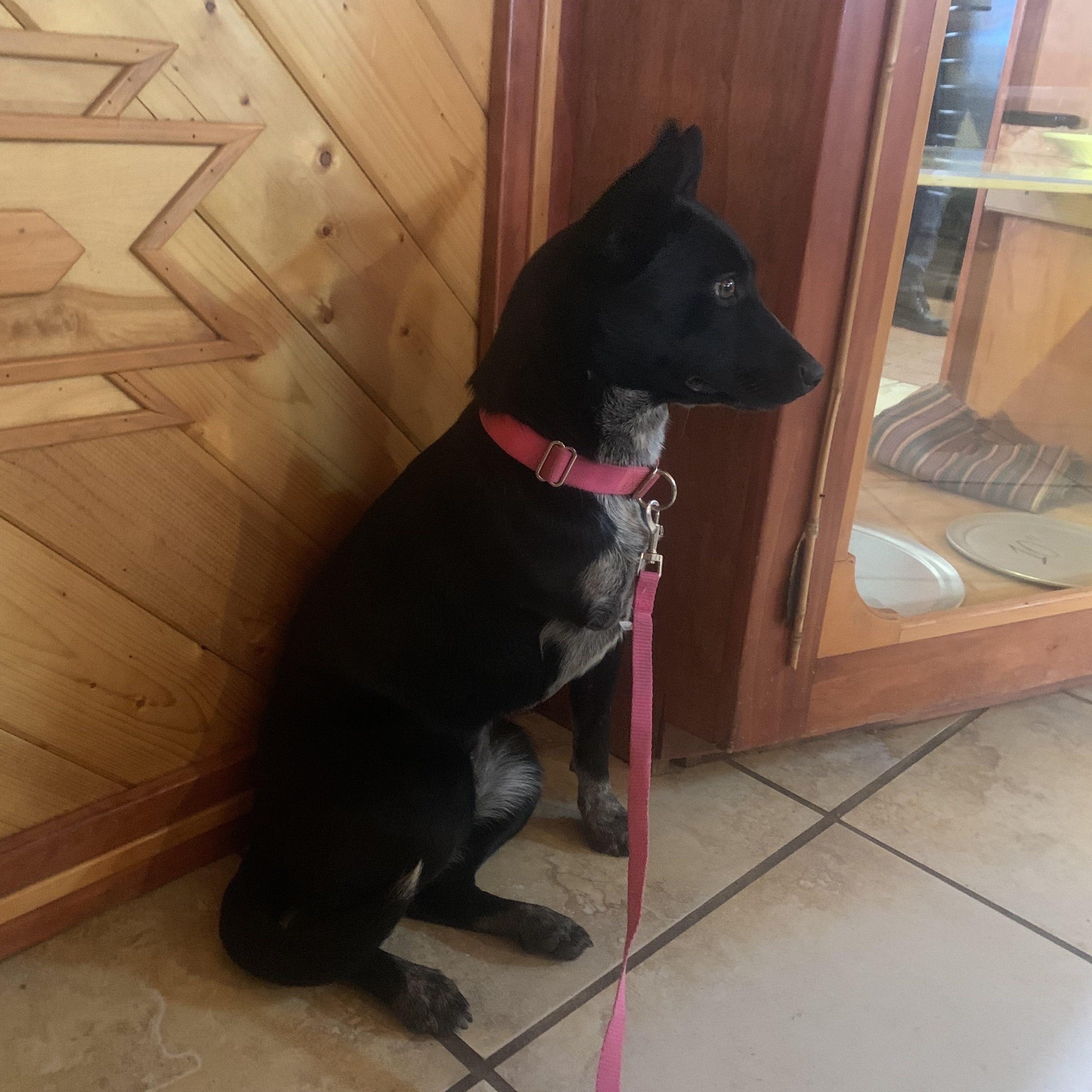 Enlarge Zelda, a Adoptable mixed breed in Flagstaff, AZ image 3/5