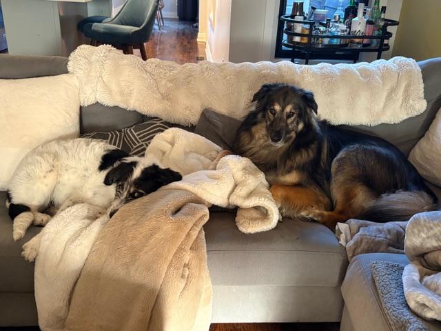 Enlarge Nan, a ADOPTABLE mixed breed in Scarborough, ON image 3/6