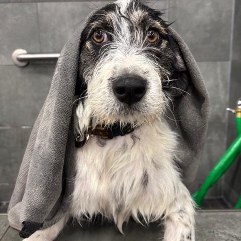 Enlarge Nan, a ADOPTABLE mixed breed in Scarborough, ON image 1/6