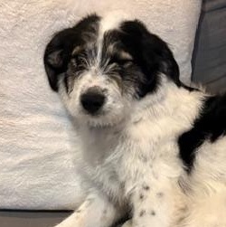 Enlarge Nan, a ADOPTABLE mixed breed in Scarborough, ON image 2/6